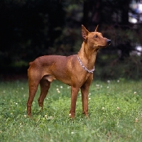 Picture of adzi z keltske hory cs, pinscher with cropped ears