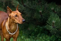 Picture of adzi z keltske hory cs, pinscher with cropped ears portrait, near pine tree