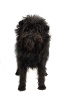 Picture of Affenpinscher front view on white background