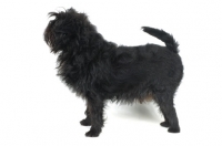 Picture of Affenpinscher looking ahead, on white background