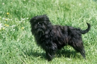 Picture of affenpinscher looking at camera on grass