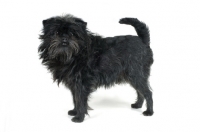 Picture of Affenpinscher looking at camera