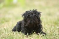 Picture of Affenpinscher lying down on grass