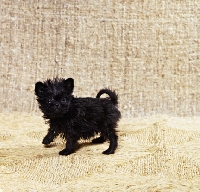 Picture of affenpinscher puppy standing