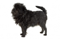 Picture of Affenpinscher side view
