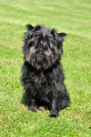 Picture of Affenpinscher sitting on grass