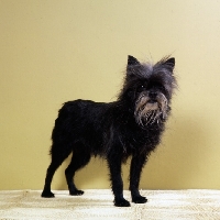 Picture of affenpinscher standing, balu's schwarz gaba 