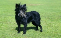 Picture of affenpinscher standing, balu's schwarz gaba 