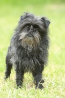 Picture of Affenpinscher standing on grass