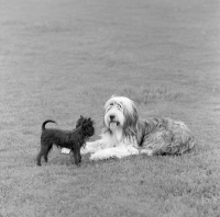 Picture of affenpinscher with bearded collie