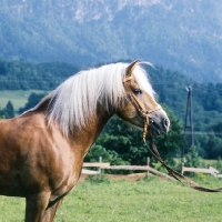 Picture of Afghan head and shoulders of famous Haflinger stallion