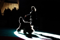 Picture of Afghan hound at show