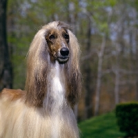 Picture of afghan hound from Grandeur Afghans USA, head and shoulders