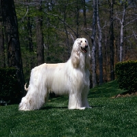 Picture of afghan hound from grandeur kennnels, usa standing on grass 