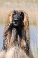 Picture of Afghan Hound front view