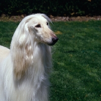 Picture of afghan hound head and shoulders shot