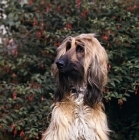 Picture of afghan hound head portrait