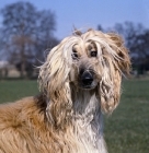 Picture of afghan hound head portrait