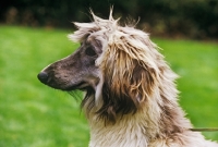 Picture of afghan hound head portrait
