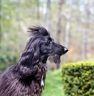 Picture of afghan hound head shot