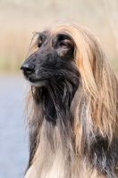 Picture of Afghan Hound head study