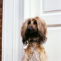 Picture of afghan hound in front of a door