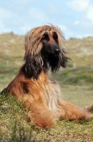 Picture of Afghan Hound lying down