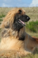Picture of Afghan Hound lying down