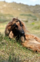 Picture of Afghan Hound lying on grass