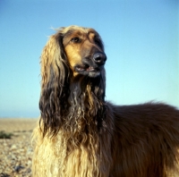 Picture of Afghan Hound on beach