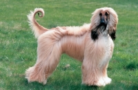 Picture of Afghan Hound on grass