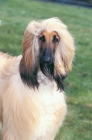 Picture of Afghan Hound portrait