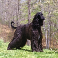 Picture of afghan hound posed on grass 