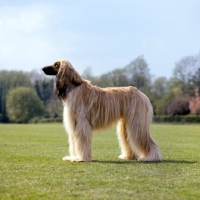 Picture of afghan hound posed on grass 