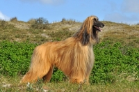 Picture of Afghan Hound posed