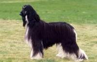 Picture of Afghan Hound, posed