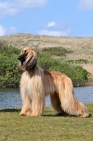 Picture of Afghan Hound posing