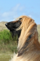 Picture of Afghan Hound, profile