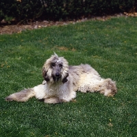 Picture of afghan hound puppy lying on grass