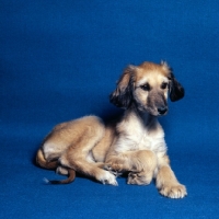 Picture of afghan hound puppy lying
