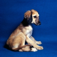 Picture of afghan hound puppy sitting