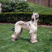 Picture of afghan hound puppy standing on grass 