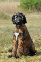 Picture of Afghan Hound puppy