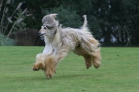 Picture of Afghan Hound running in garden