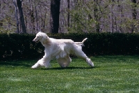 Picture of afghan hound running on grass