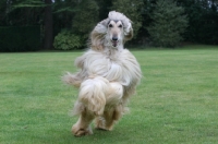 Picture of Afghan Hound running