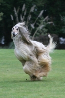 Picture of Afghan Hound running