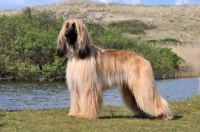 Picture of Afghan Hound side view