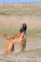 Picture of Afghan Hound standing near dunes