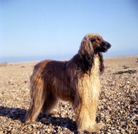 Picture of Afghan Hound standing on beach looking ahead proudly